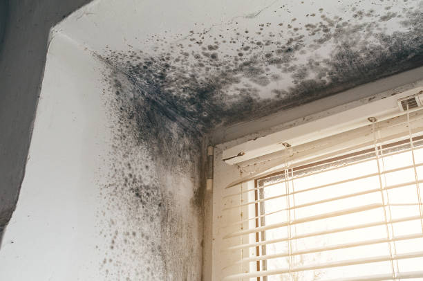 Affordable Mold Inspection And Testing solutions in Algonquin, MD